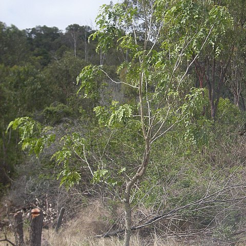 Albizia canescens unspecified picture