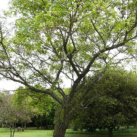 Albizia versicolor unspecified picture