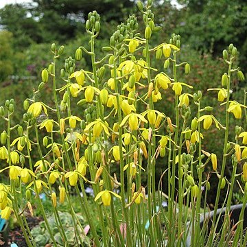 Albuca shawii unspecified picture