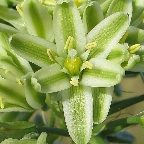 Albuca bracteata unspecified picture