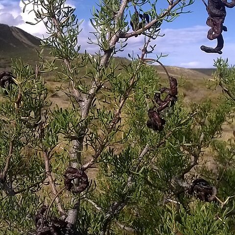 Prosopis denudans unspecified picture