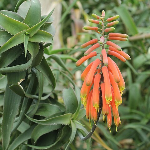 Aloe volkensii unspecified picture