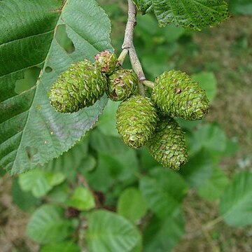 Alnus incana subsp. incana unspecified picture