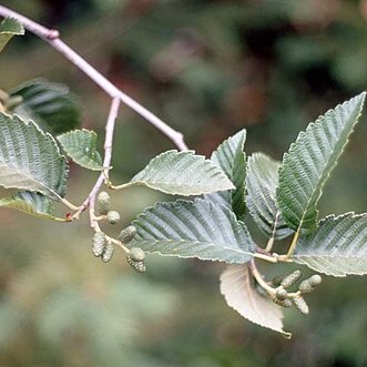 Alnus incana subsp. tenuifolia unspecified picture