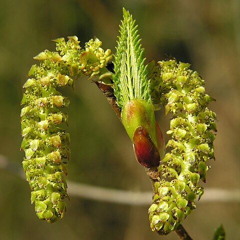 Alnus sieboldiana unspecified picture