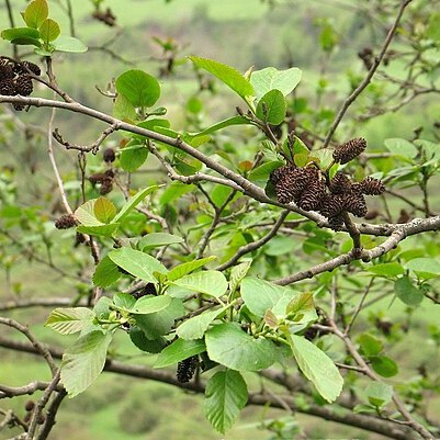 Alnus subcordata unspecified picture