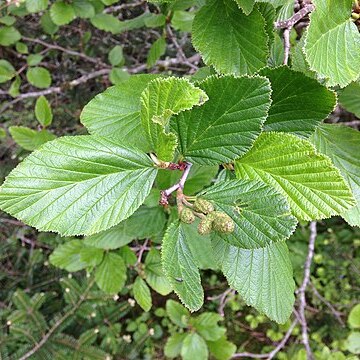 Alnus alnobetula subsp. crispa unspecified picture