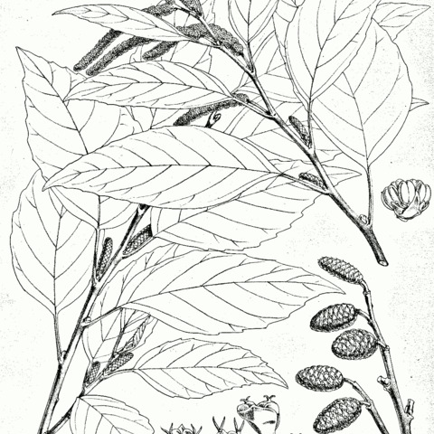 Alnus nitida unspecified picture