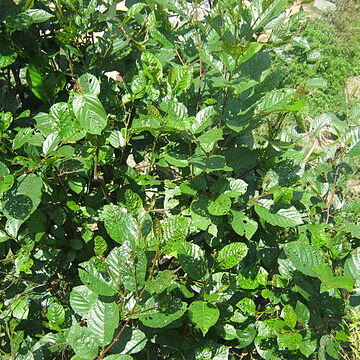 Alnus nepalensis unspecified picture