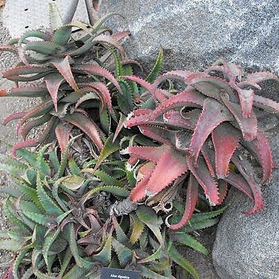 Aloe elgonica unspecified picture