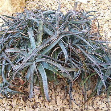 Aloe parvula unspecified picture