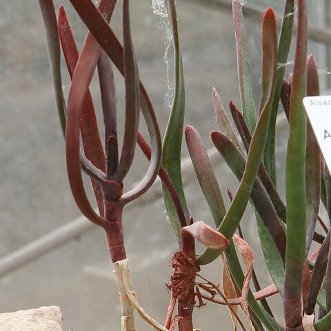 Aloe parallelifolia unspecified picture