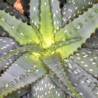 Aloe pachygaster unspecified picture