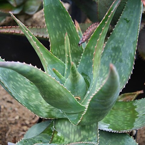 Aloe pirottae unspecified picture