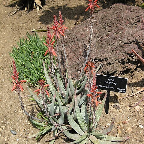 Aloe pictifolia unspecified picture