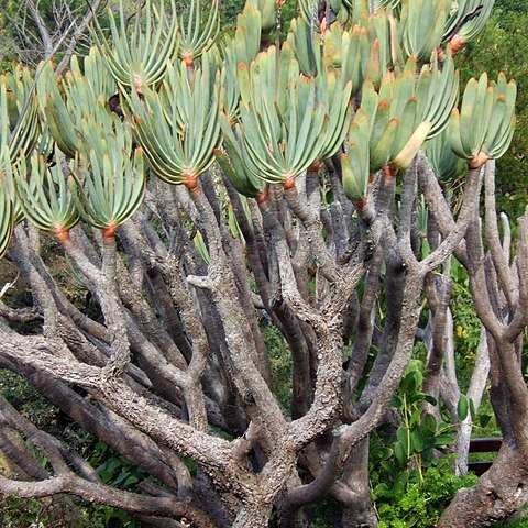 Aloe plicatilis unspecified picture