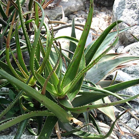 Aloe alfredii unspecified picture