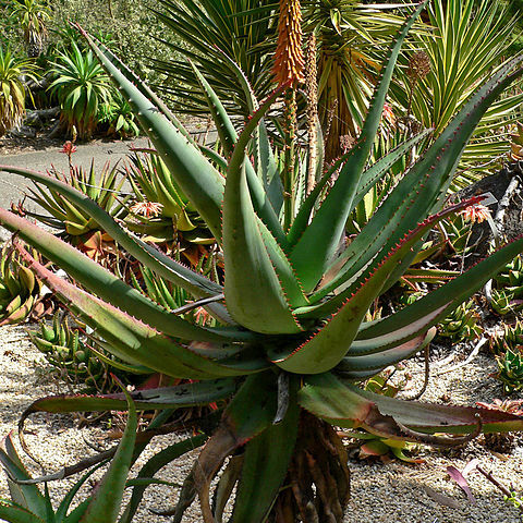 Aloe africana unspecified picture