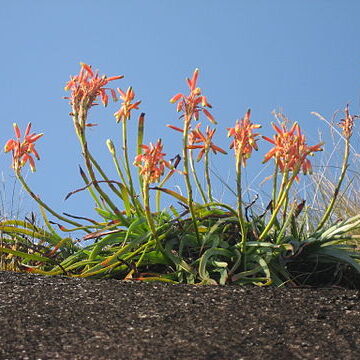 Aloe inyangensis unspecified picture