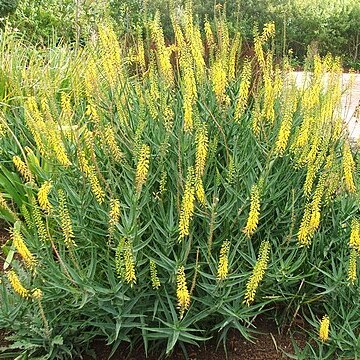 Aloe tenuior unspecified picture