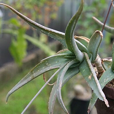 Aloe tewoldei unspecified picture