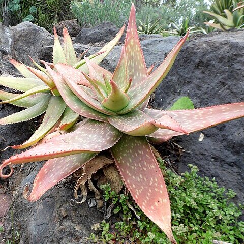 Aloe umfoloziensis unspecified picture