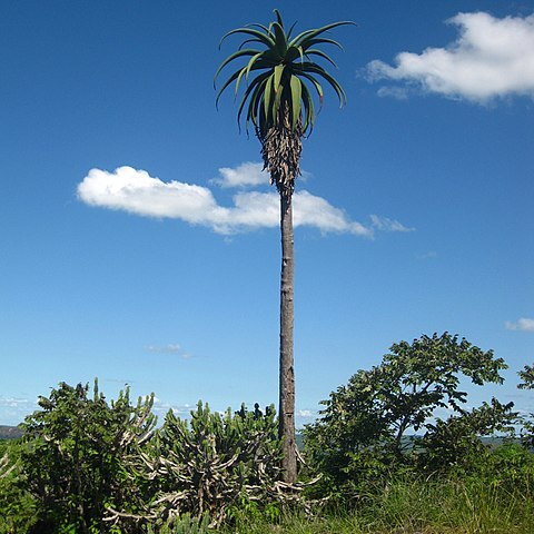 Aloe excelsa unspecified picture