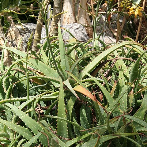 Aloe deserti unspecified picture