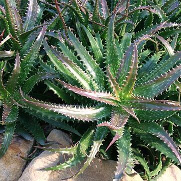 Aloe dorotheae unspecified picture