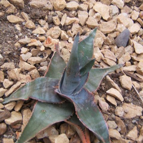 Aloe laeta unspecified picture