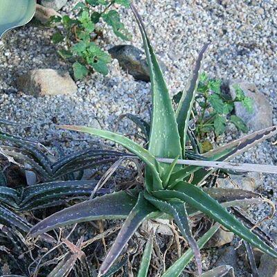 Aloe massawana unspecified picture