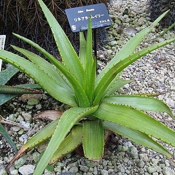 Aloe lineata unspecified picture