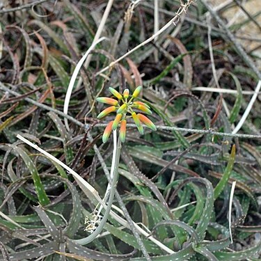 Aloe millotii unspecified picture