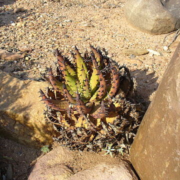 Aloe melanacantha unspecified picture