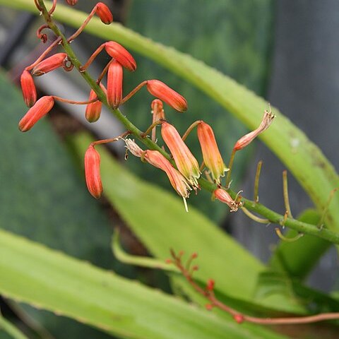 Aloe lomatophylloides unspecified picture