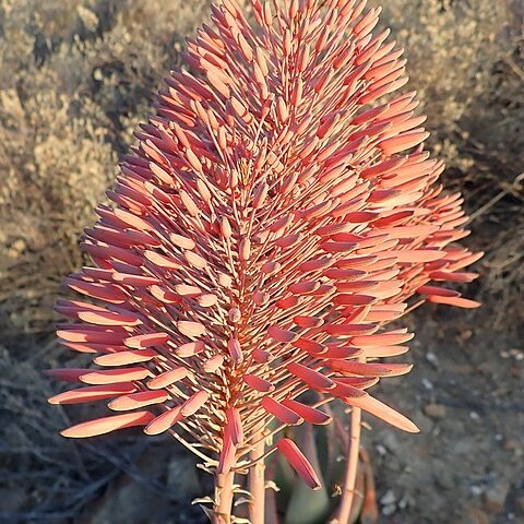 Aloe comptonii unspecified picture