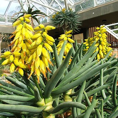 Aloidendron ramosissimum unspecified picture