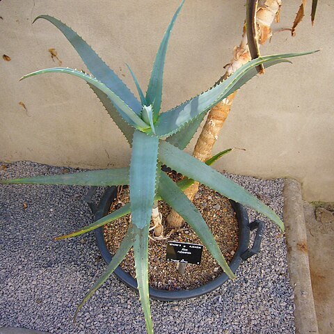 Aloe rabaiensis unspecified picture