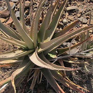 Aloe rigens unspecified picture