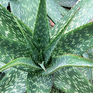 Aloe rivae unspecified picture