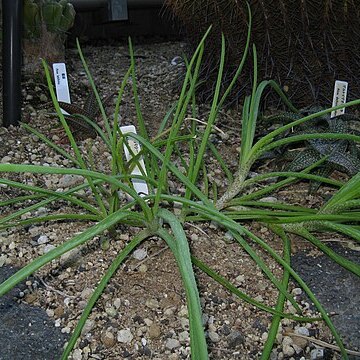 Aloe ballii unspecified picture