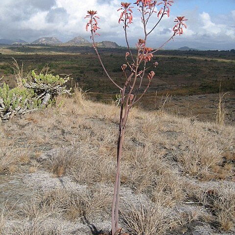 Aloe carnea unspecified picture