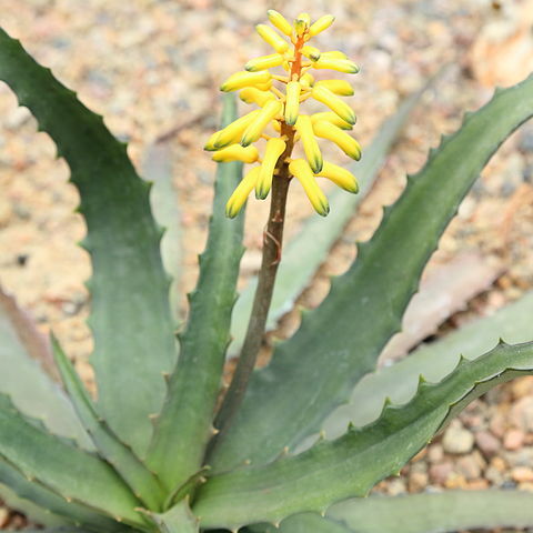 Aloe citrea unspecified picture