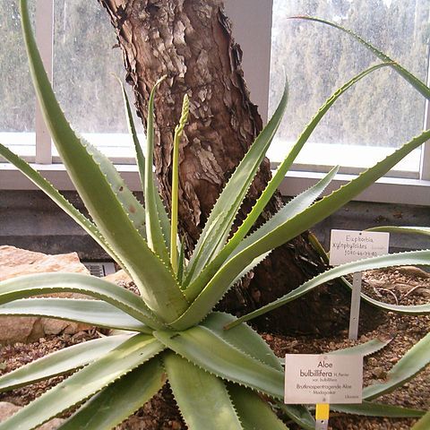 Aloe bulbillifera unspecified picture