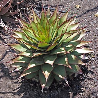 Aloe broomii unspecified picture