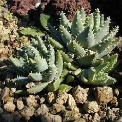 Aloe brevifolia var. brevifolia unspecified picture