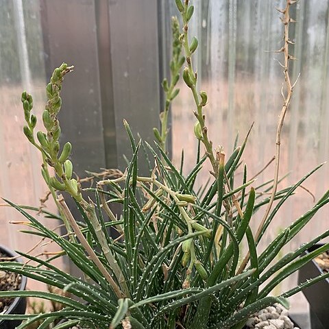 Aloe bowiea unspecified picture