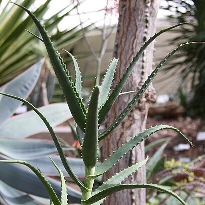 Aloe confusa unspecified picture