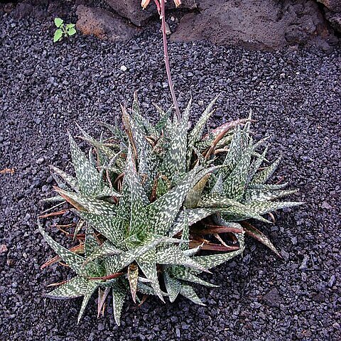 Aloe zebrina unspecified picture