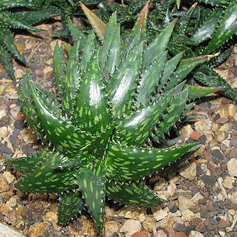 Aloe jucunda unspecified picture